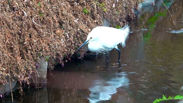 Малая белая цапля - ML650866886