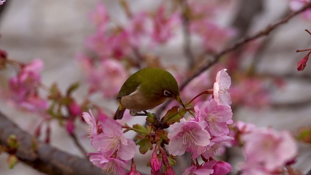 Японская белоглазка - ML650866895