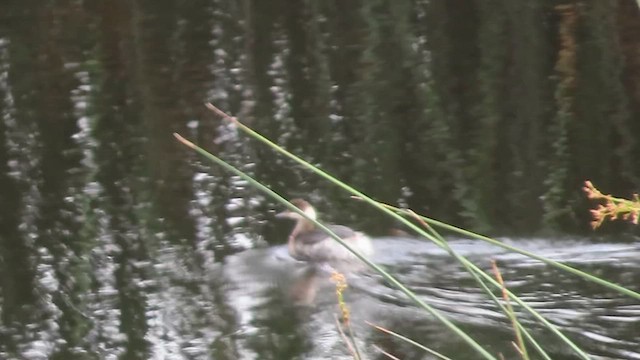 Черношейная поганка - ML650866986