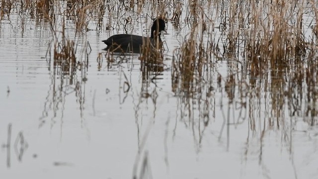 Лысуха - ML650867027