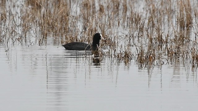 Лысуха - ML650867222