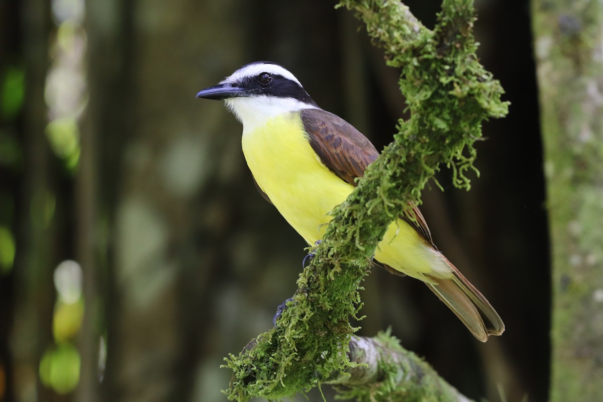 Great Kiskadee - ML650867273