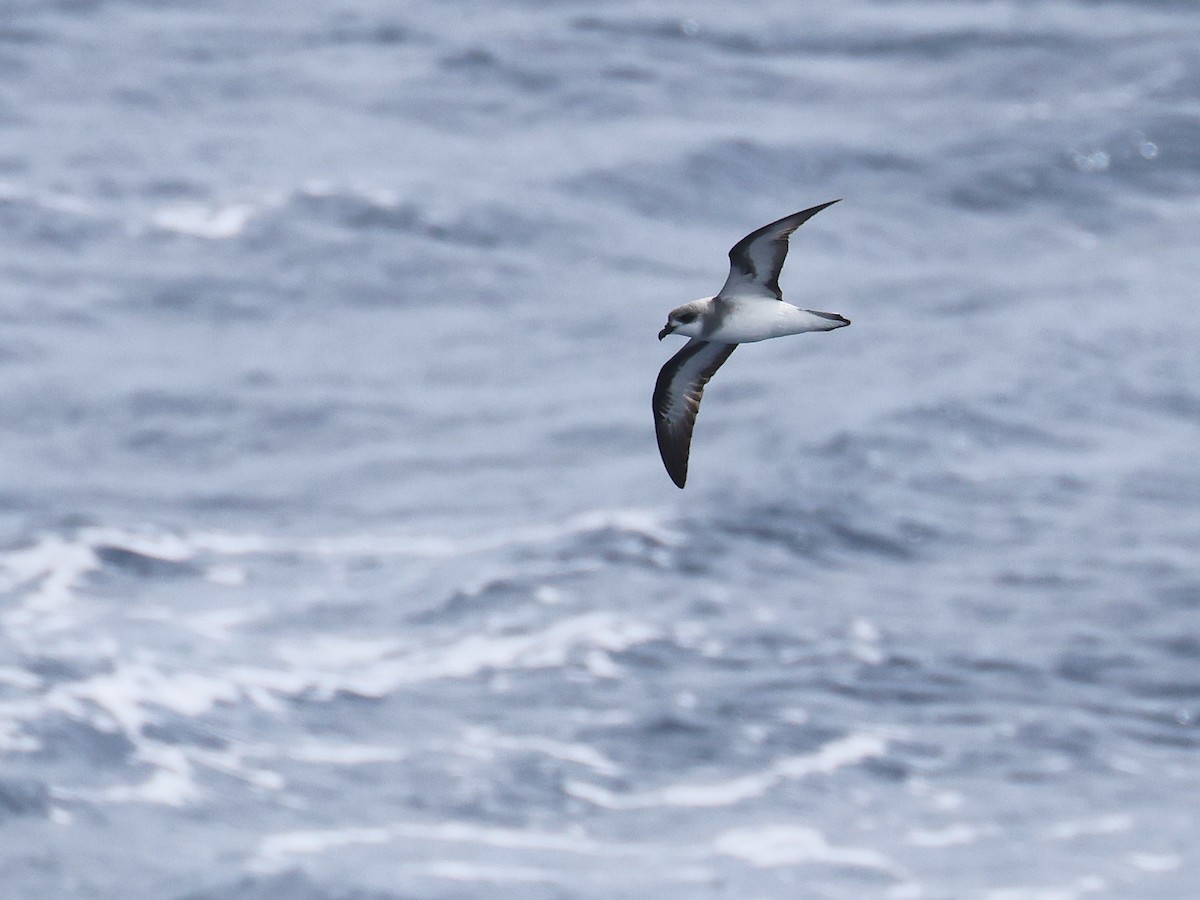 Black-winged Petrel - ML650867384