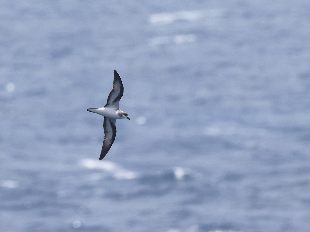 Black-winged Petrel - ML650867385