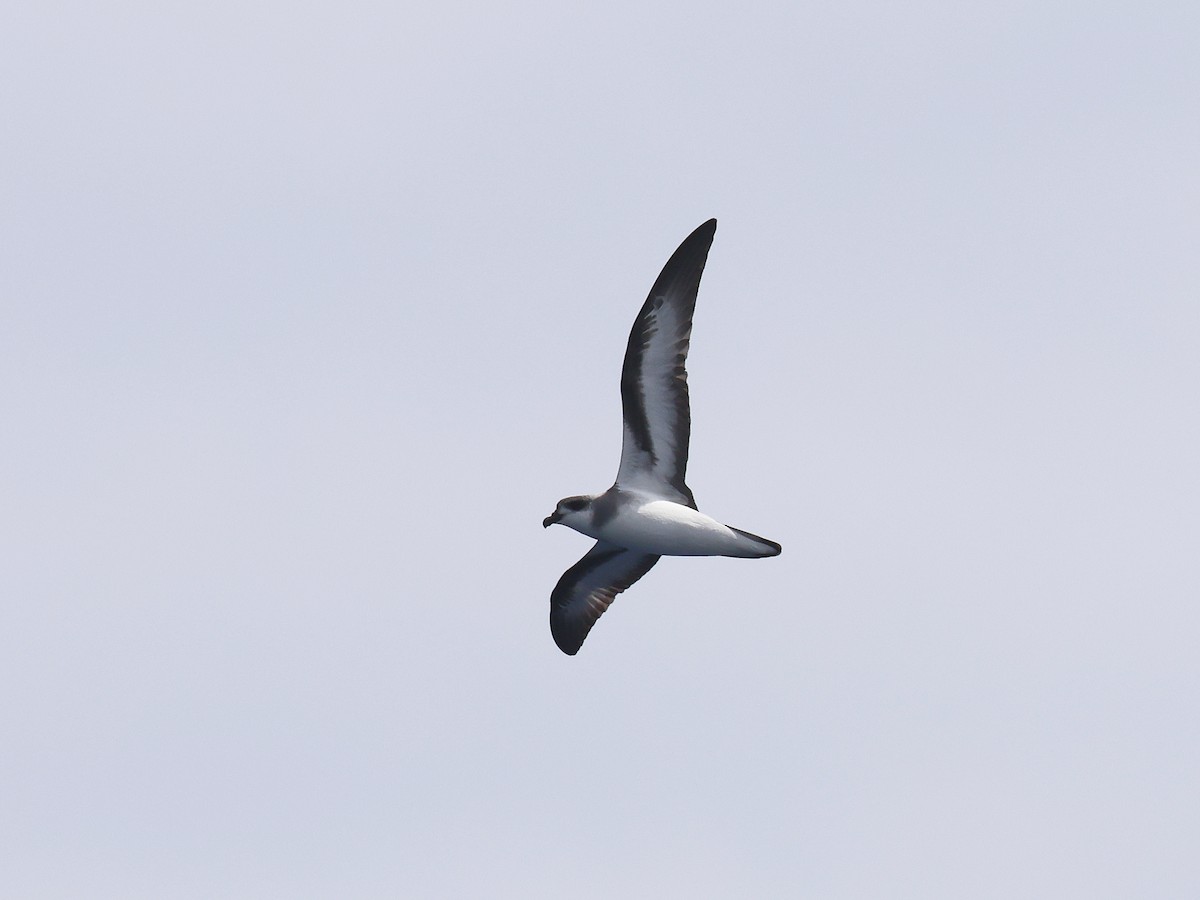 Black-winged Petrel - ML650867386