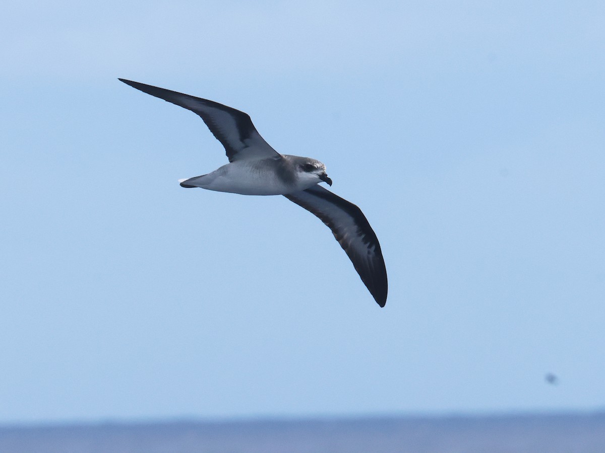Black-winged Petrel - ML650867387