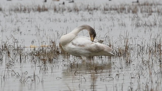 Лебедь-кликун - ML650867417