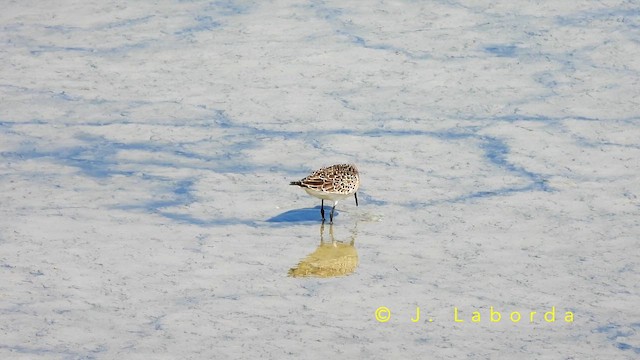 Краснозобик - ML650867507