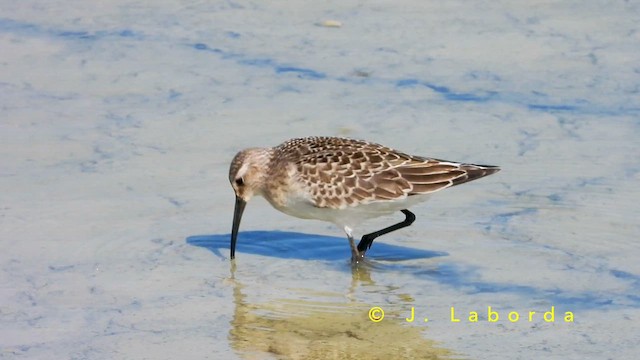 Краснозобик - ML650867508