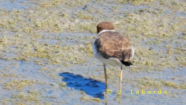 Малый зуёк - ML650867512