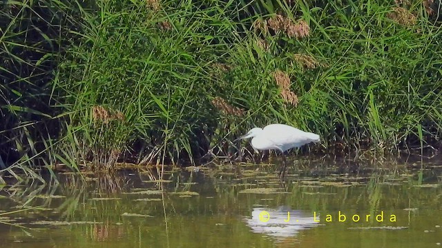 Малая белая цапля - ML650867518