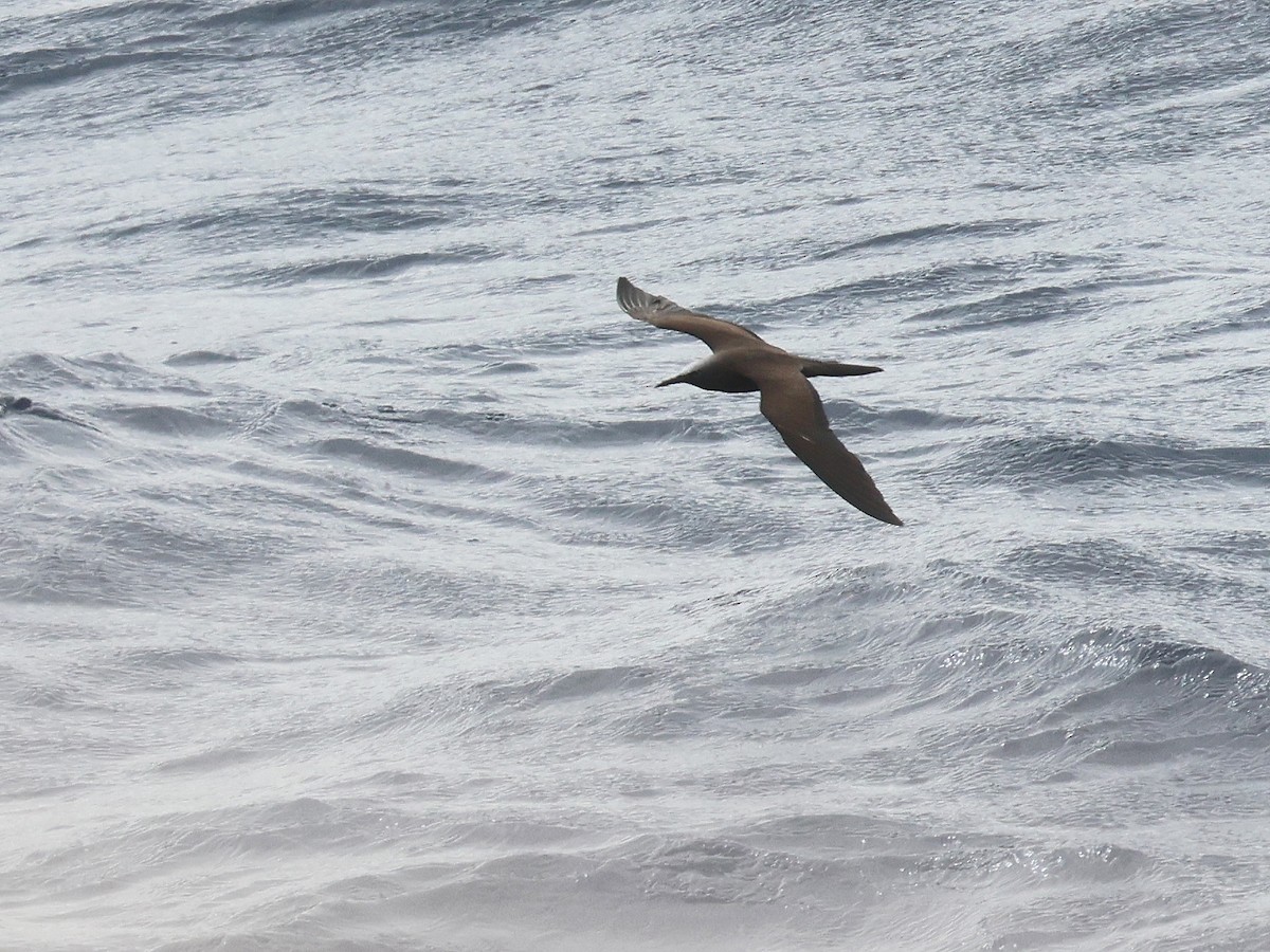 Brown Noddy - ML650867525