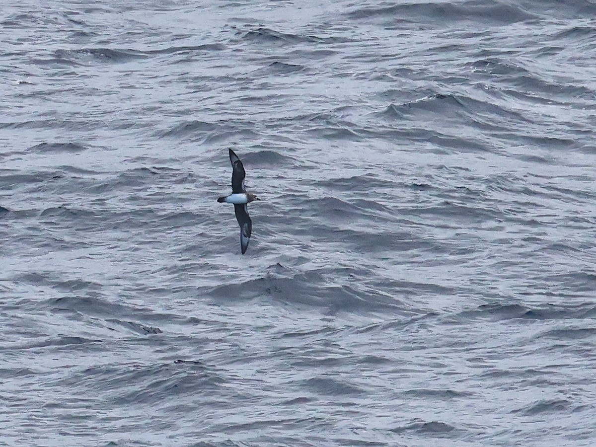 Kermadec Petrel - ML650867632