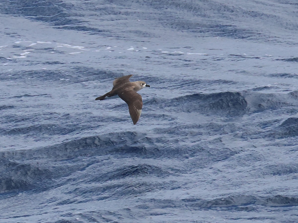 Kermadec Petrel - ML650867633