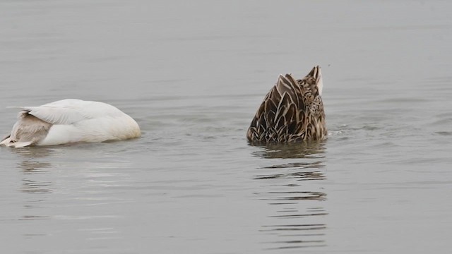 Кряква - ML650867638