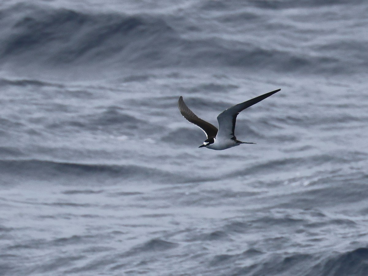 Sooty Tern - ML650867677