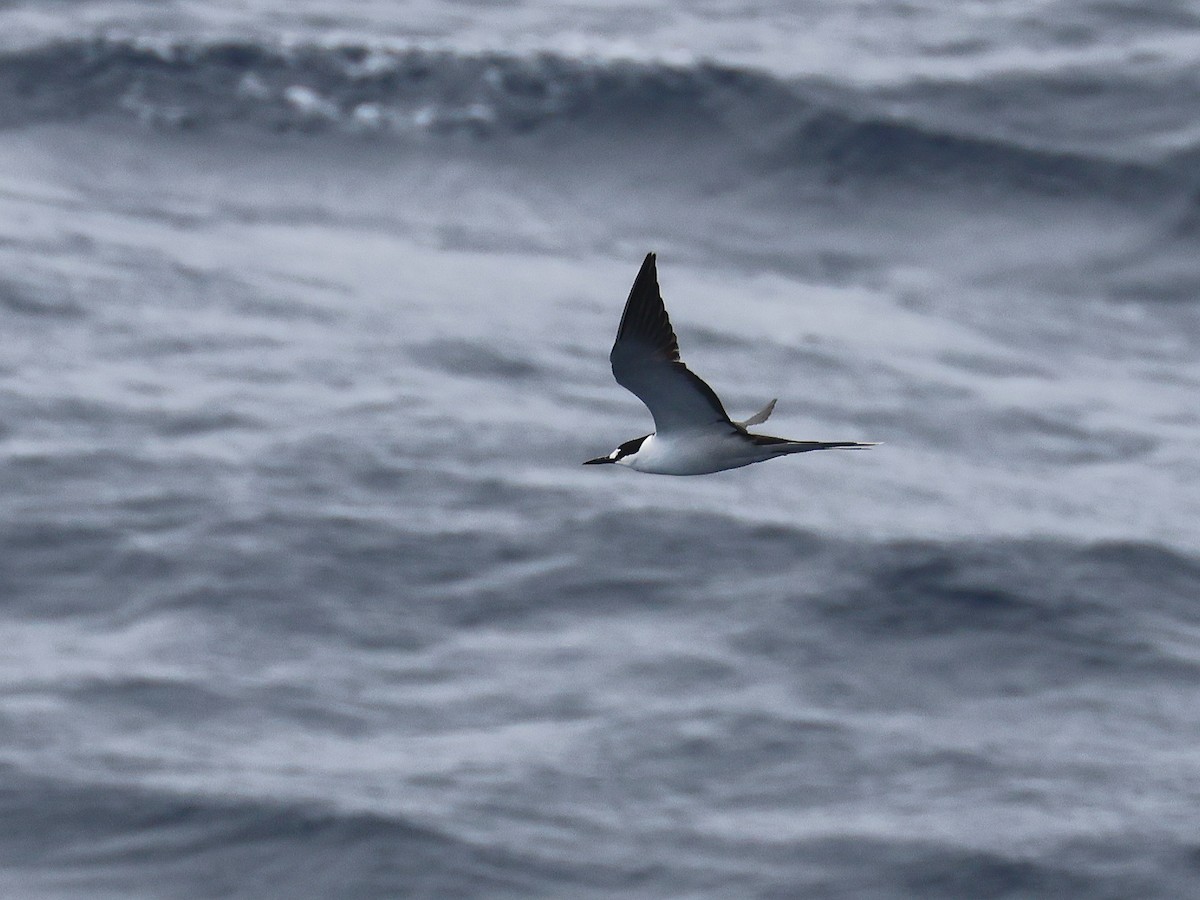 Sooty Tern - ML650867678