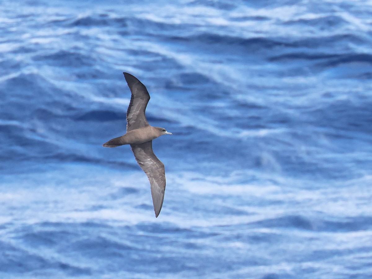 Wedge-tailed Shearwater - ML650867731