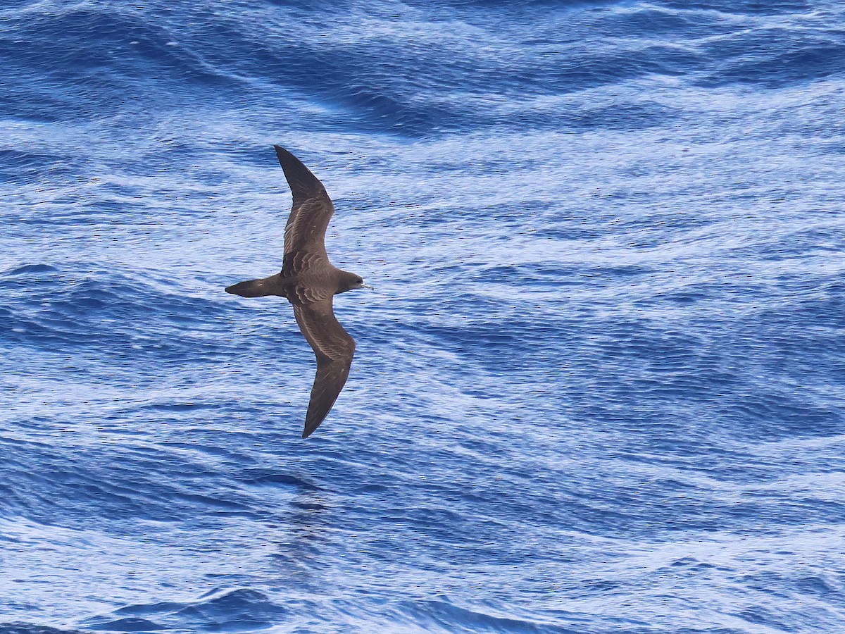 Wedge-tailed Shearwater - ML650867732