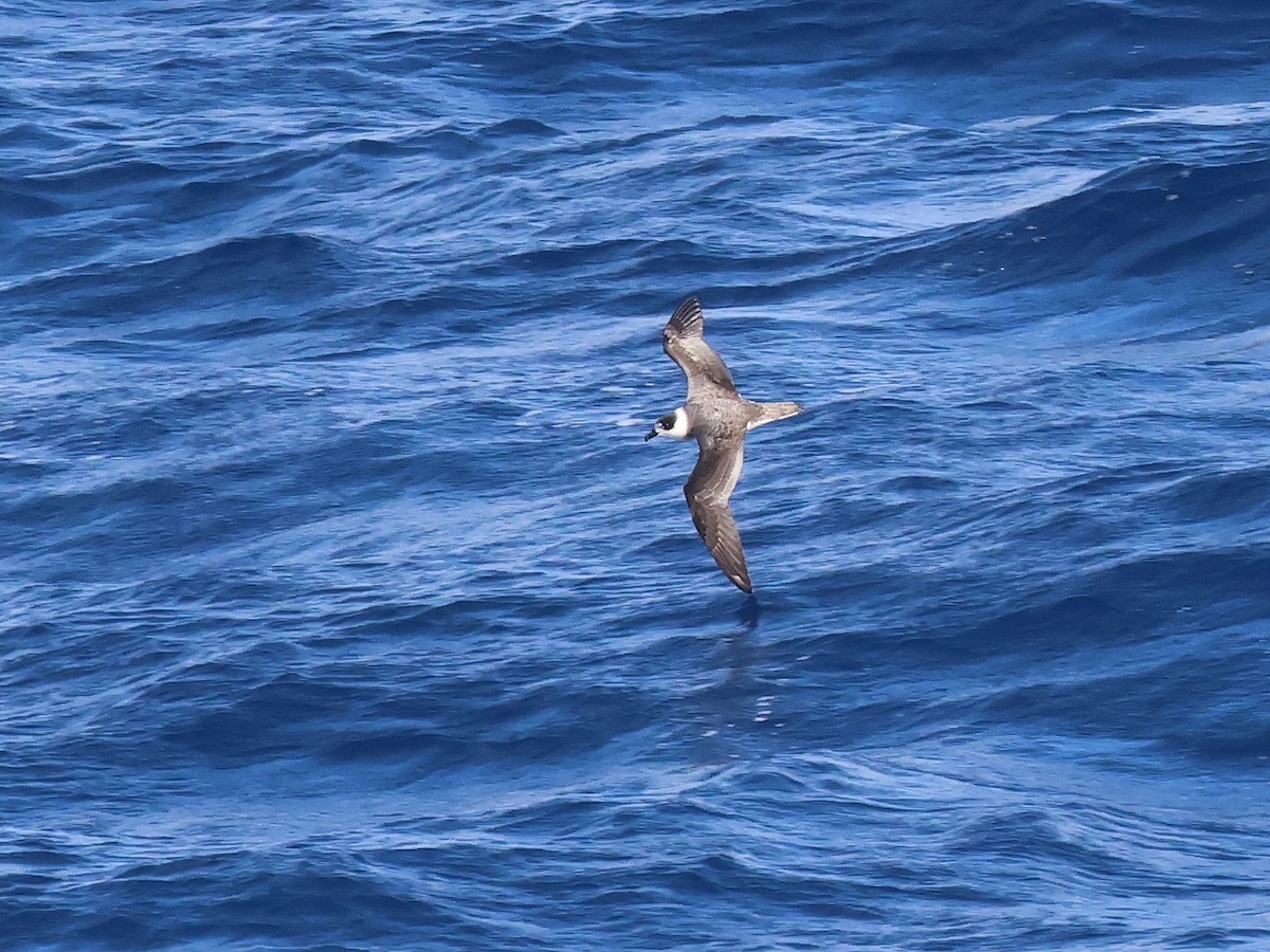 White-necked Petrel - ML650867770