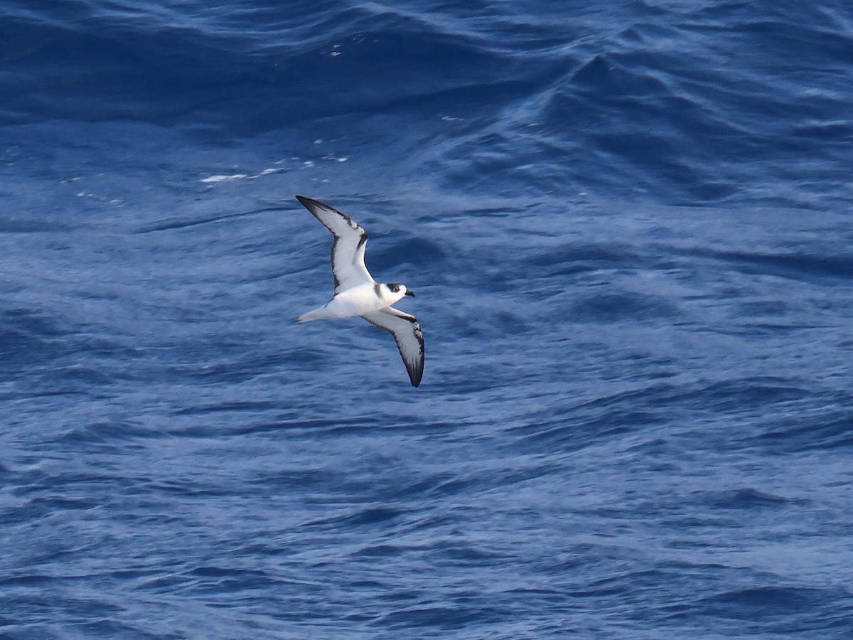 White-necked Petrel - ML650867771