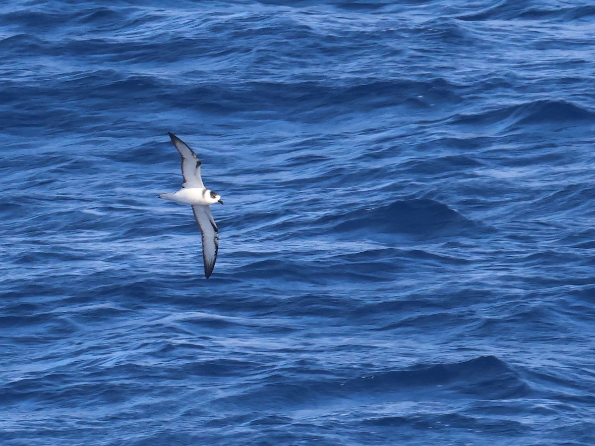 White-necked Petrel - ML650867772