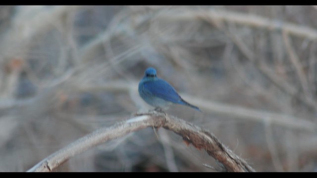 Голубая сиалия - ML650868080