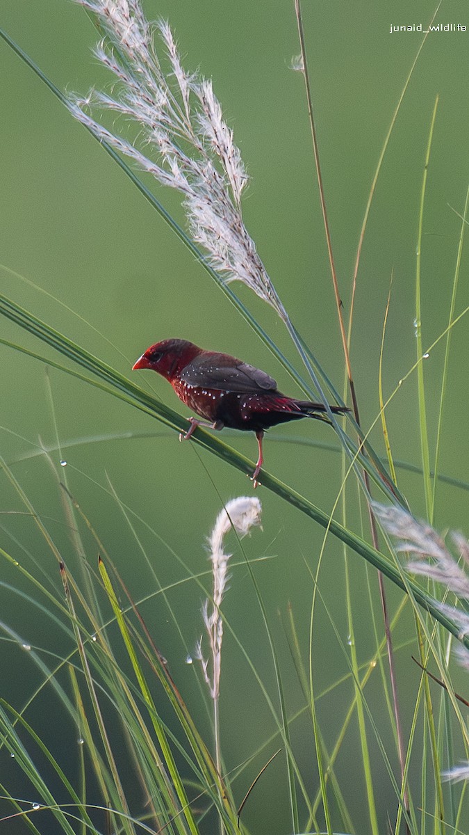 Bengalí Rojo - ML650868095