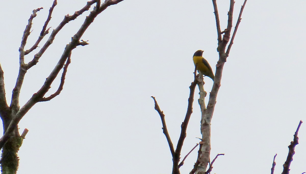 libohlásek žlutotemenný - ML650868378