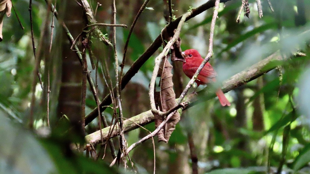 piranga ohnivá - ML650868399