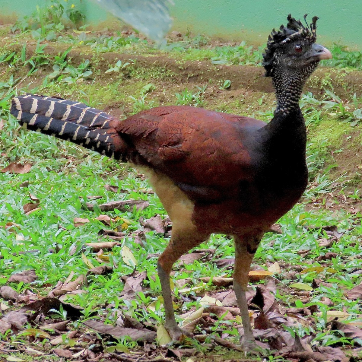 hoko proměnlivý - ML650868427