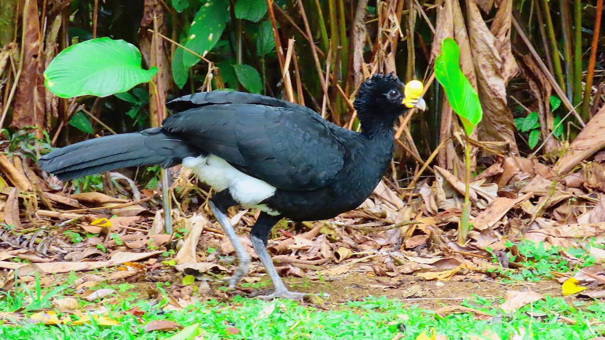 hoko proměnlivý - ML650868428