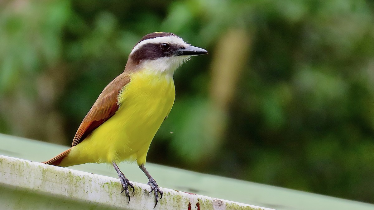 Great Kiskadee - ML650868448