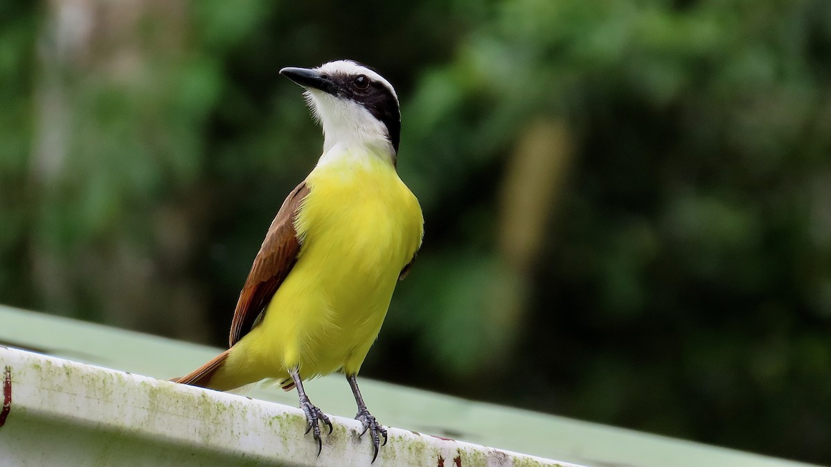 Great Kiskadee - ML650868449