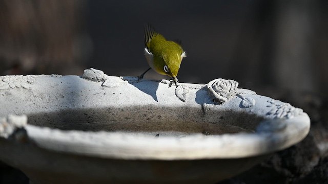 Японская белоглазка - ML650868451