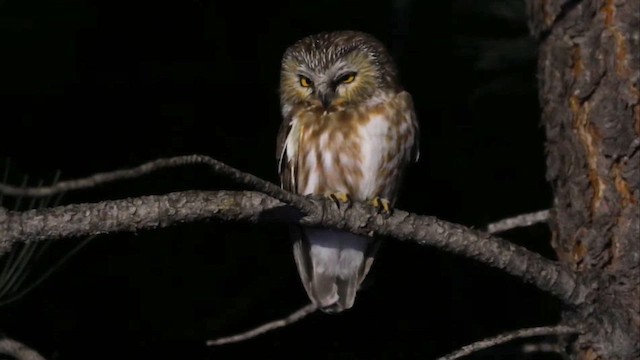 Североамериканский сыч - ML650868644