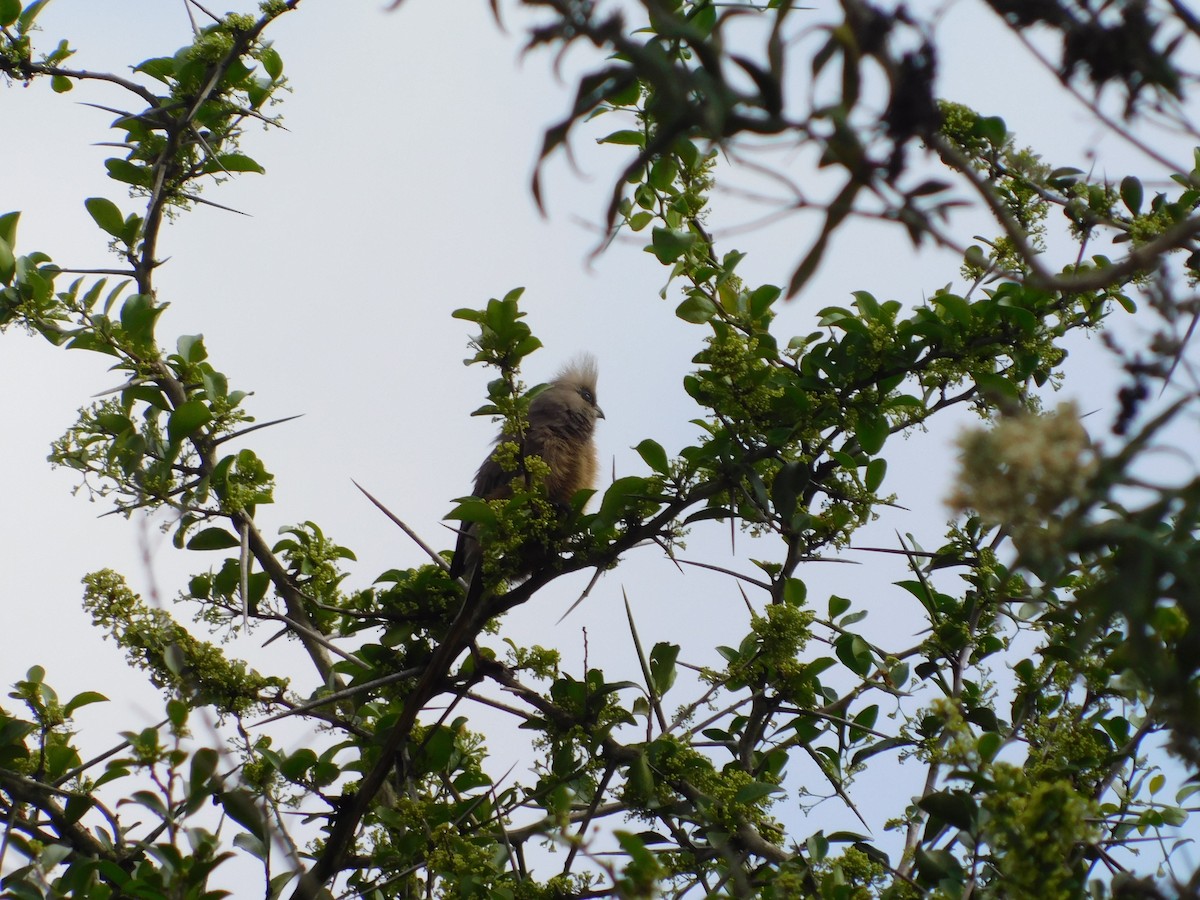 Бурокрылая птица-мышь - ML650868735