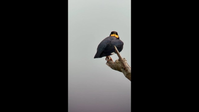 Ланкийская майна - ML650868805