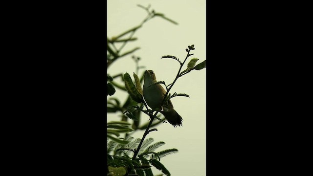 Певчий сверчок - ML650868806