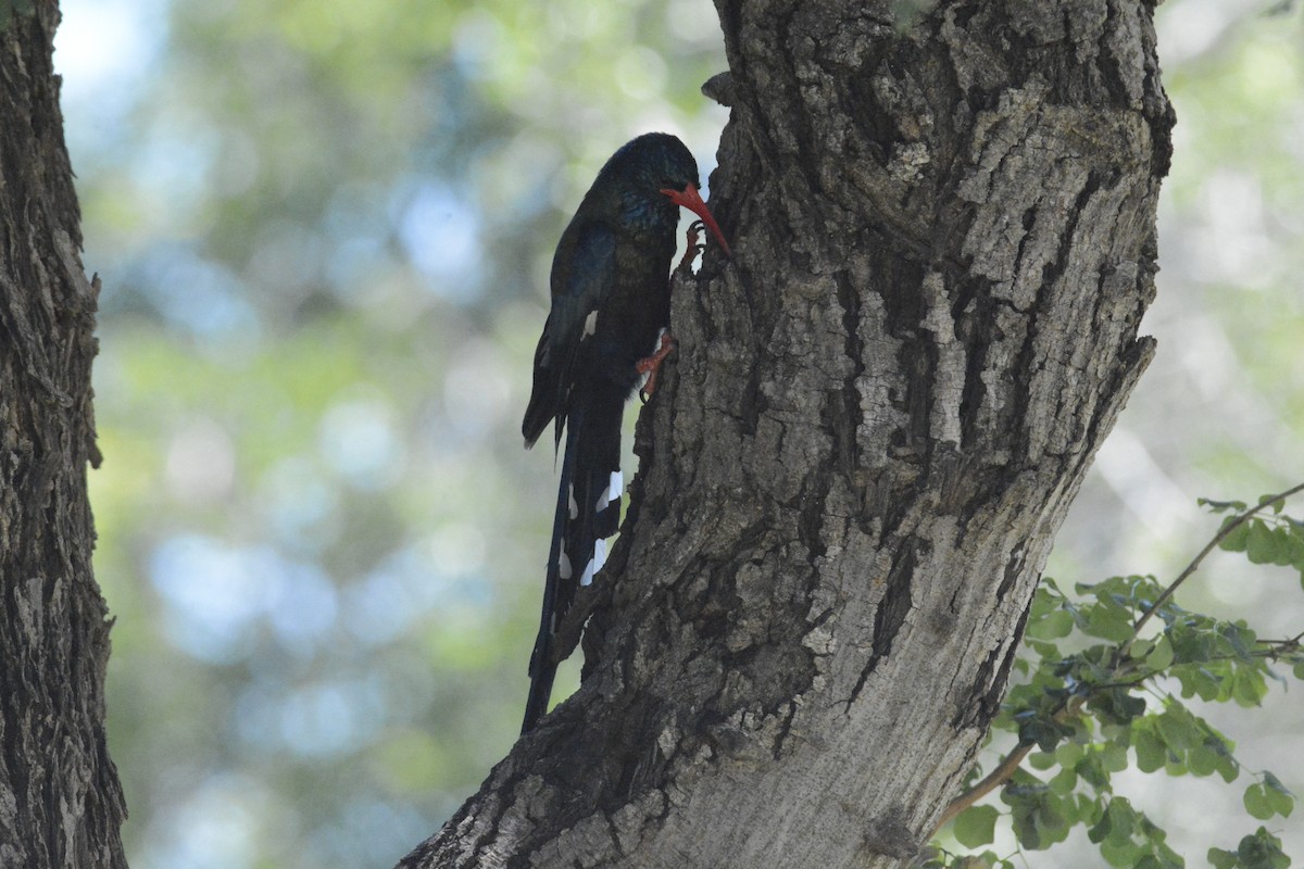 Green Woodhoopoe - ML650868819