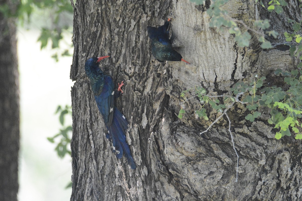 Green Woodhoopoe - ML650868820