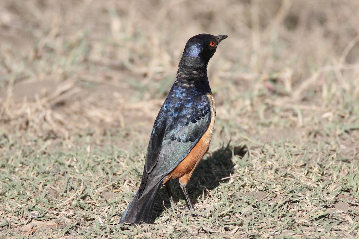 Hildebrandt's Starling - ML650868821