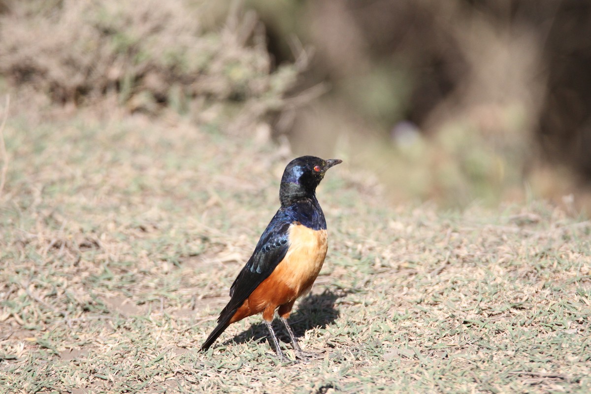 Hildebrandt's Starling - ML650868822