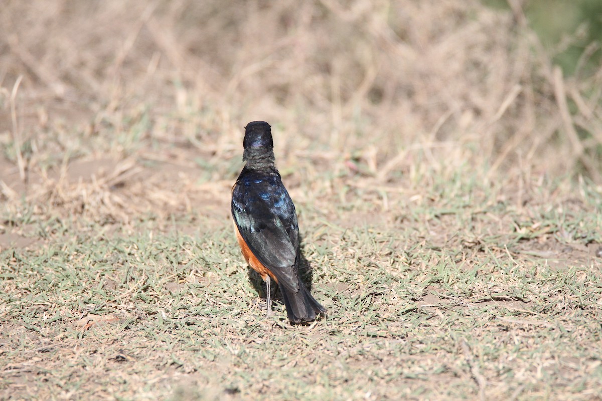 Hildebrandt's Starling - ML650868823