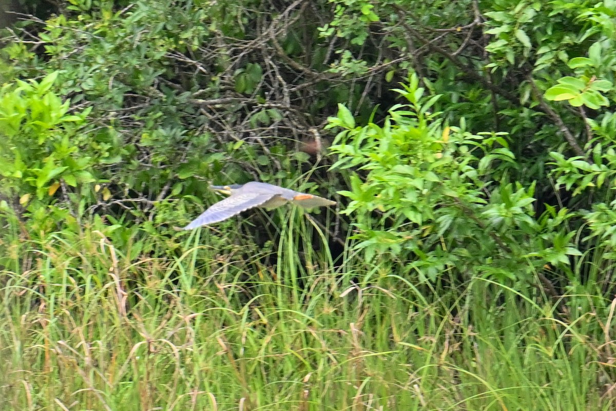 ササゴイ - ML650868908