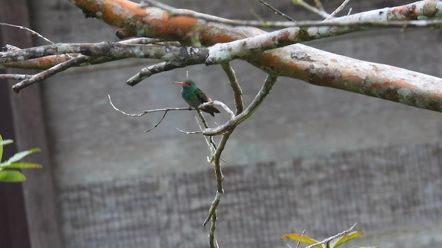 Рыжехвостая амазилия - ML650868937