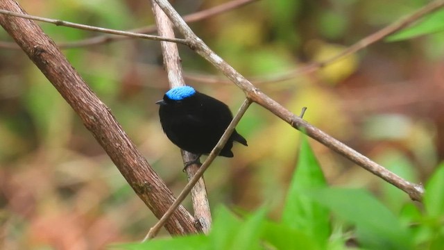 Velvety Manakin - ML650868941