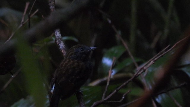 Чешуйчатый колючник - ML650869044