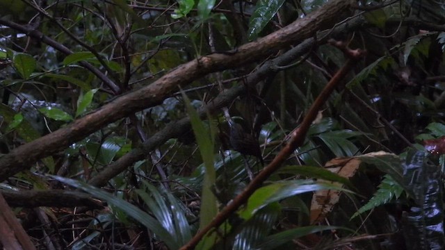 Чешуйчатый колючник - ML650869045