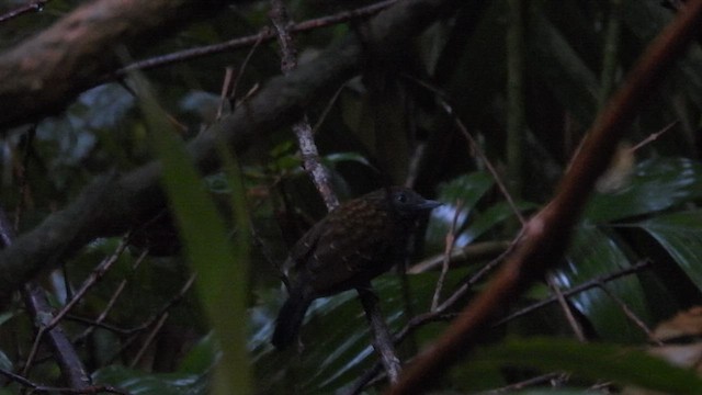 Чешуйчатый колючник - ML650869046